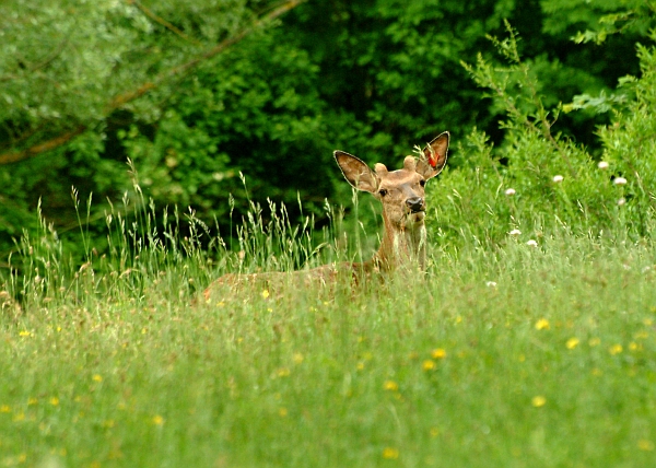 PASSIONE PER IL CERVO